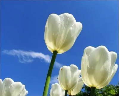 Quel est le nom de cette fleur ?