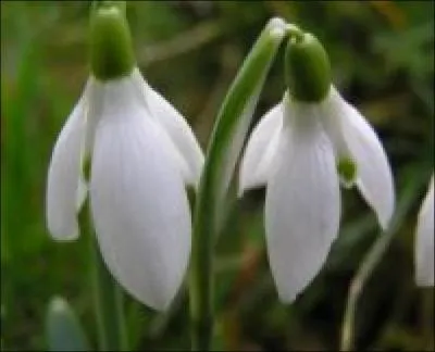 Quel est le nom de cette fleur ?