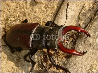 lment d'une famille de coloptres comprenant le cerf-volant :