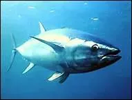 C'est un genre d'amphibien comprenant des petites salamandres  la queue caractristique, c'est bien sr un 'tri___'.