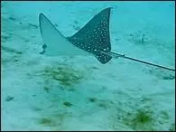 C'est une petite grenouille arboricole dont l'extrmit des doigts porte des protubrances adhsives, c'est bien sr une '___nette'.