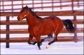  combien de kilomtres par heure le cheval peut-il aller ?