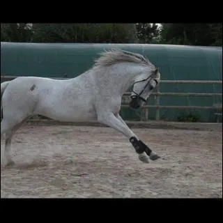 Combien d'allures a le galop ?