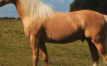 Quiz Galop 1