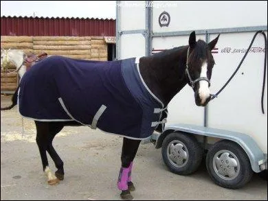 Comment s'appelle ce qui sert  attacher le cheval ?