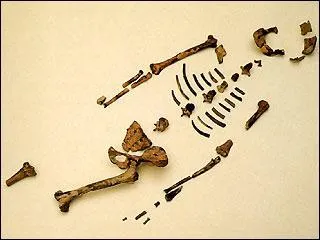 Il y eut Lucy, ensuite homo habilis, puis homo erectus lesquels utilisrent des outils. Quel changement se produisit alors ?
