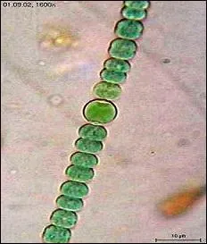 Quand les premiers organismes multicellulaires apparurent-ils sur Terre aprs le commencement de l'Univers ?