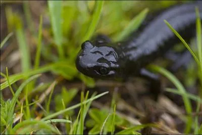  partir de quel moment des insectes, des amphibiens, ou des reptiles peuplrent-ils la Terre ?
