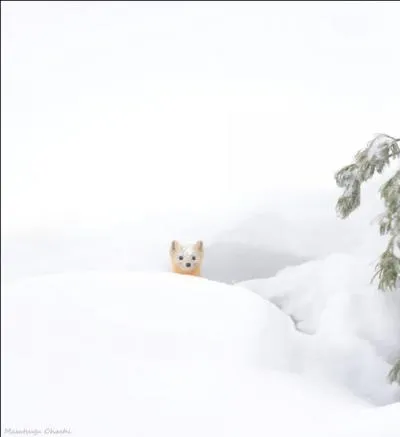 Comment s'appelle cet animal ?