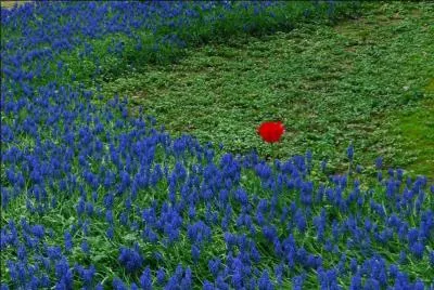 Dans la mythologie grco-latine,  quel dieu ou desse le coquelicot est-il associ ?
