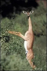 Pourquoi appelle-t-on le grnuk (antilope d'Afrique) la gazelle-girafe ?