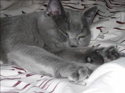 Qui chantait   Quand tu ne te sens plus chatte et que tu deviens chienne  ?