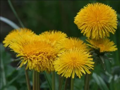 Comment appelle-t-on cette plante ?