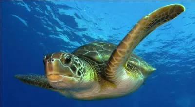 Les  chloniodes  comprennent la plupart des tortues marines actuelles sauf ...