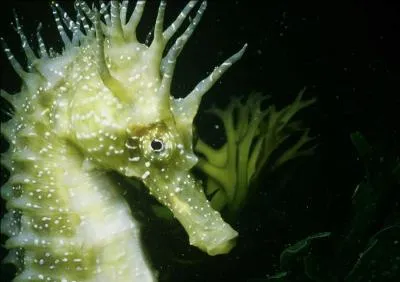 Quel animal n'est pas capable de se reproduire par parthnogense , c'est  dire  partir d'une gamte non fconde.