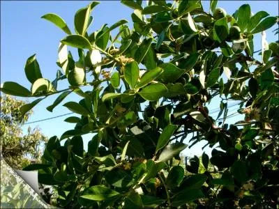Remde de grand-mre : les traditions croles assurent que les feuilles du goyavier, petit arbre des rgions subtropicales possdent de puissantes proprits, lesquelles ?