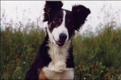 Que signifie le mot  grivette  ?