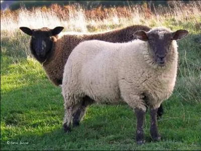 Quel est le nom de la premire brebis clone  partir de cellules prleves sur un animal adulte