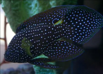 Qu'est-ce qui garantit la survie de certains animaux ?