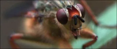 Compltez l'expression :  Il est devenu fou ! ...  