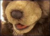 Il est tout doux, et s'il datait de 1902 il serait obligatoirement confectionn en mohair ; ------- nous montre un petit bout de langue rose.