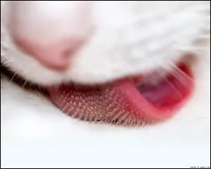 Sa langue est extrmement rpeuse. Que reconnaissez-vous l ?