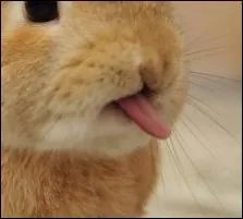 Qui a cette impertinence de vous tirer la langue ?