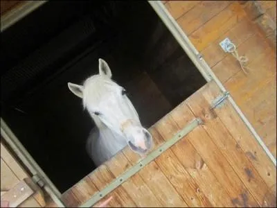 La sangle bavette est-elle obligatoire en concours ?