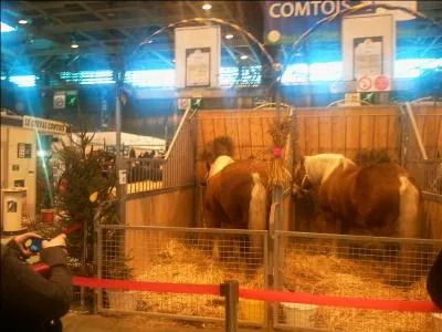 Quel est le rle du coach en concours ?