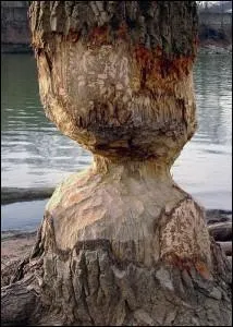 Cach dans ma ouache, je passe inaperu. Je suis un ...