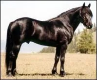 Quelle est la race de ce cheval ?