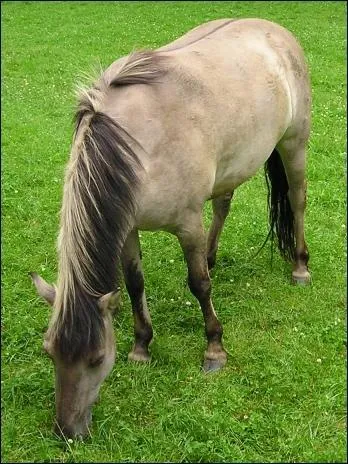 Quelle est la race de ce cheval ?