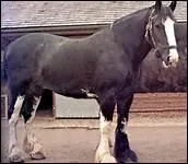 Quelle est la race de ce cheval ?