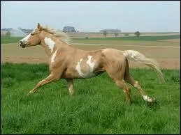 Quelle est la robe d'un cheval si on mlange du blanc et du palomino ?