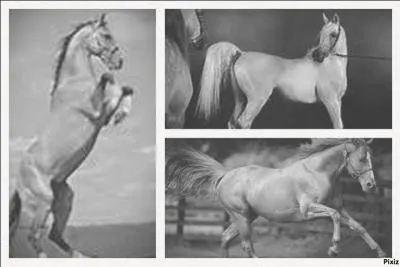 Quelle est la race du cheval qui a moins de vertbres que les autres ?