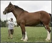 Et quel est le record du cheval le plus grand ?