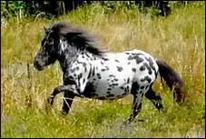 Quelle est la race de ce petit poney ?