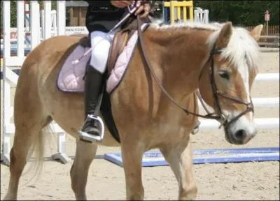 Quelles sont la race et la robe de ce poney ?