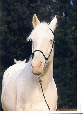 Quelle est la robe de ce cheval ?