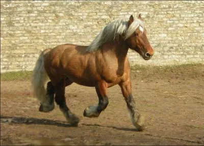 Quelles sont la race et la robe de ce cheval ?
