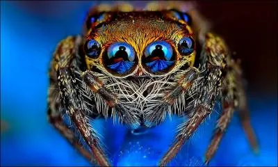 Trouvez la citation de Jules Renard qui vous parait convenir  la photo : L'homme est un animal qui lve la tte au ciel ...
