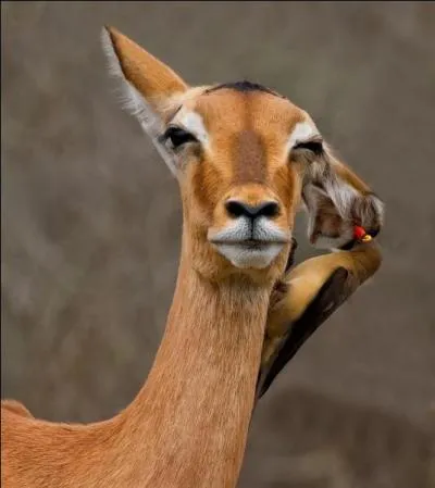 Quel spcialiste allez-vous consulter, si vous souffrez  cet endroit ?