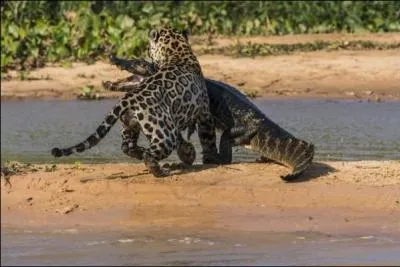 La proie tant un caman, quel est ce flin ?