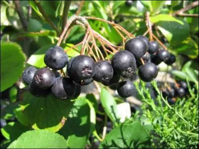 Cette baie est une :