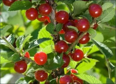 Ce petit fruit rouge est un :