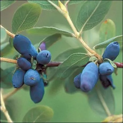 Cette petite baie s'appelle :