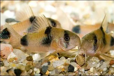 Ce corydoras noir et blanc est un :