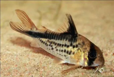 A quelle famille appartiennent les corydoras ?