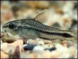 Le corydoras est une espce de :