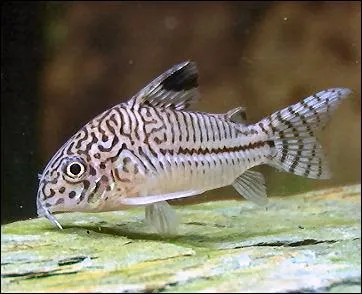 Le corydoras est venimeux, car il a un aiguillon avec du venin dans sa nageoire dorsale ?